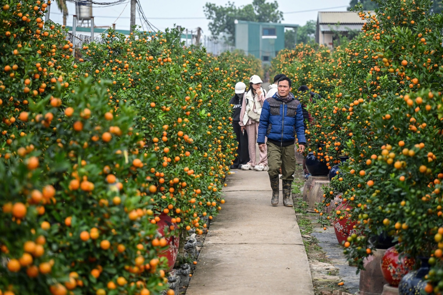 Thị trường hoa Tết 2026: Sức mua giảm, nhà vườn thấp thỏm Thị trường hoa Tết 2026: Sức mua giảm, nhà vườn thấp thỏm