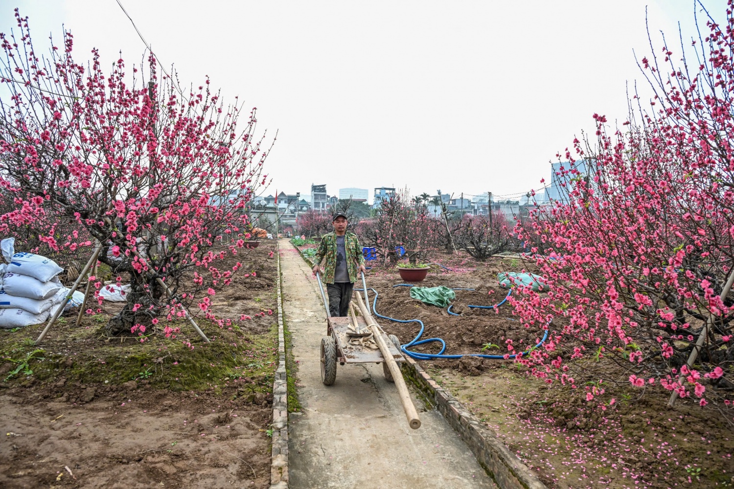 Thị trường hoa Tết 2026: Sức mua giảm, nhà vườn thấp thỏm Thị trường hoa Tết 2026: Sức mua giảm, nhà vườn thấp thỏm