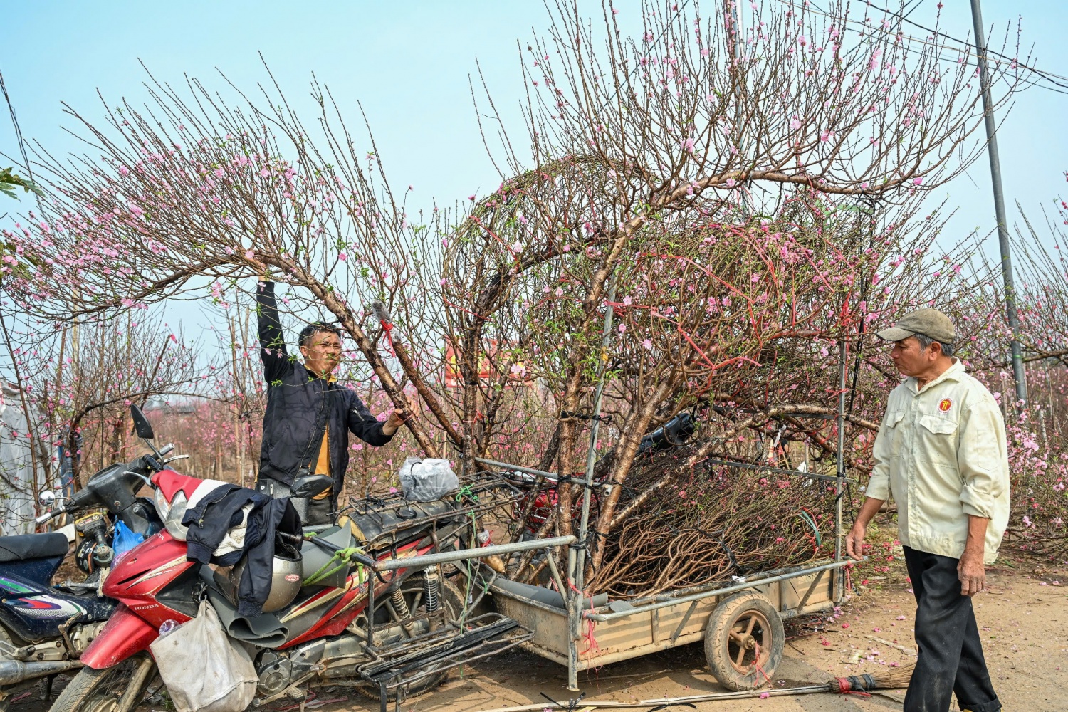 Thị trường hoa Tết 2026: Sức mua giảm, nhà vườn thấp thỏm Thị trường hoa Tết 2026: Sức mua giảm, nhà vườn thấp thỏm
