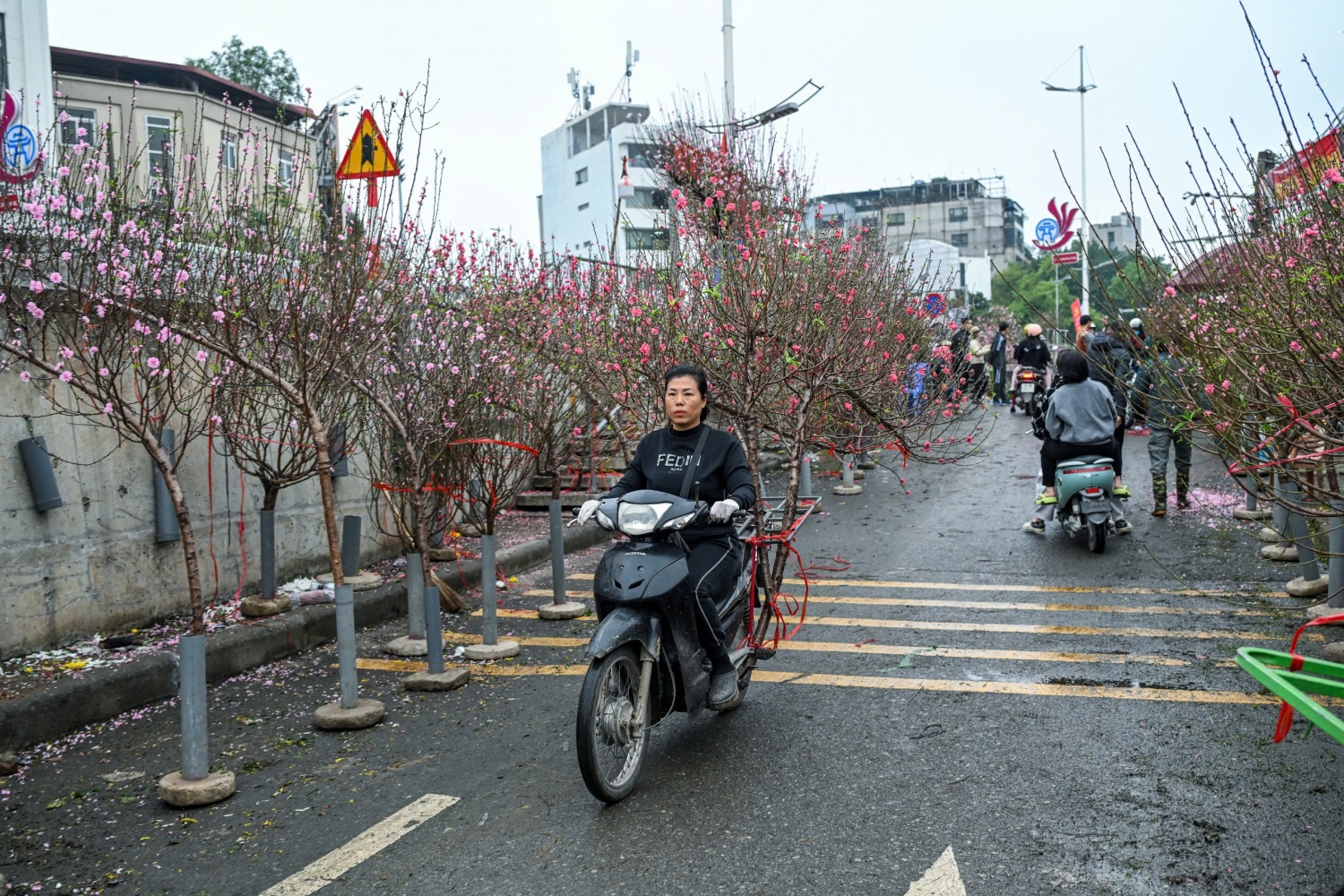 Thị trường hoa Tết 2026: Sức mua giảm, nhà vườn thấp thỏm Thị trường hoa Tết 2026: Sức mua giảm, nhà vườn thấp thỏm
