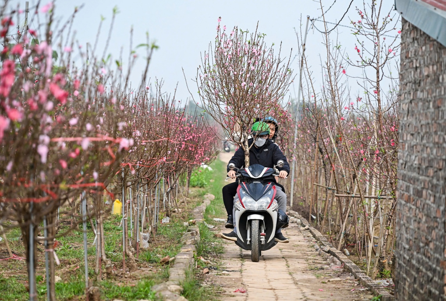 Thị trường hoa Tết 2026: Sức mua giảm, nhà vườn thấp thỏm Thị trường hoa Tết 2026: Sức mua giảm, nhà vườn thấp thỏm