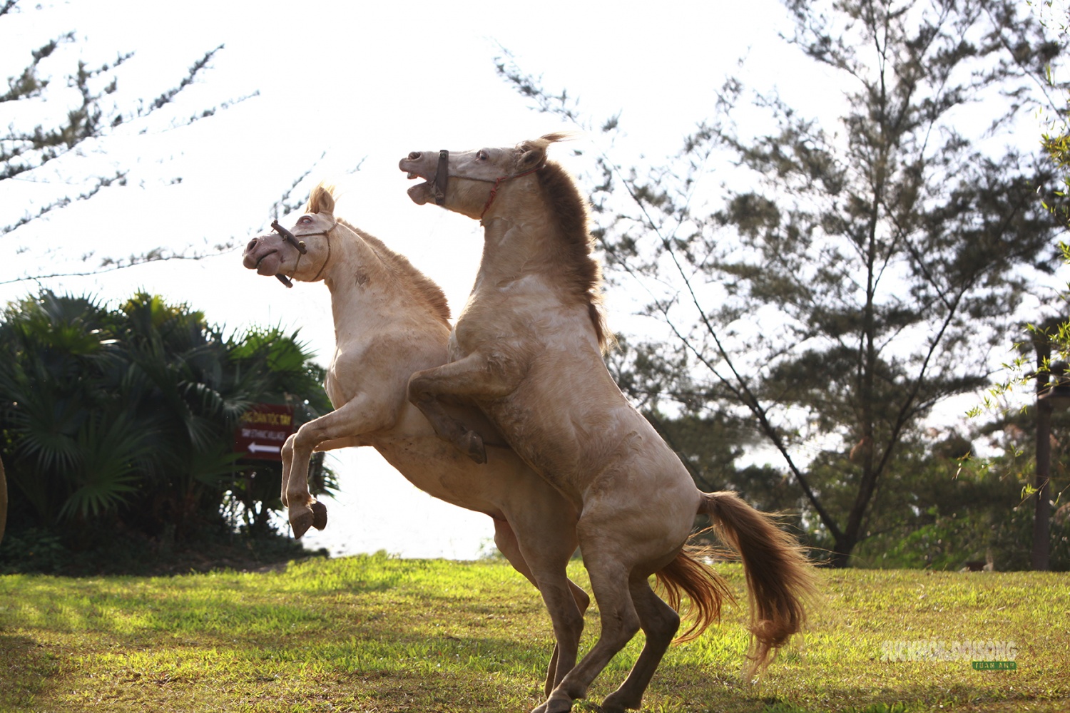 Chiến mã nước Nam