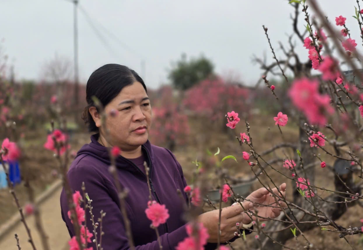 Thị trường trầm lắng, người trồng đào Nhật Tân vẫn bền bỉ giữ nghề