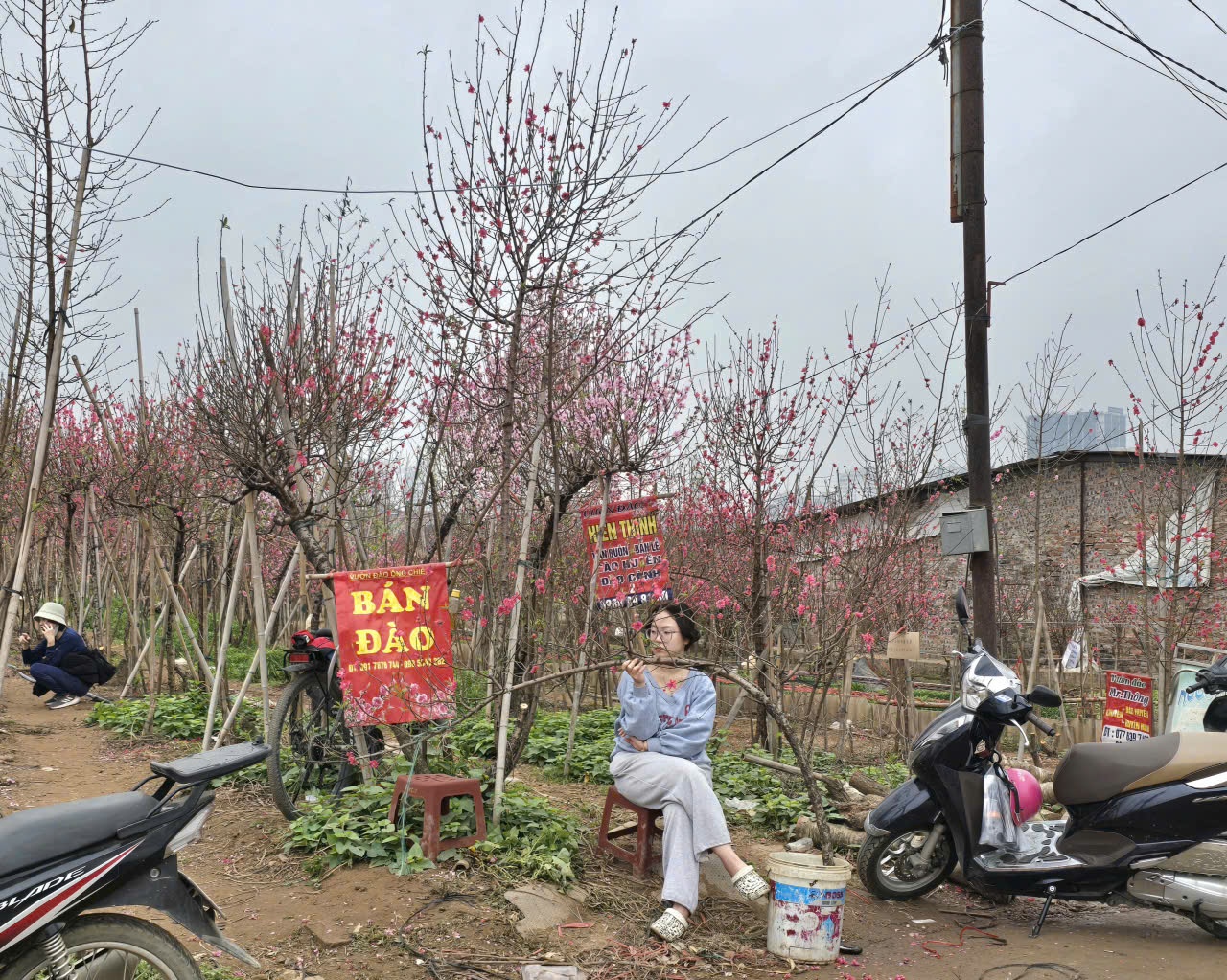 Thị trường đào Tết trầm lắng: Phác họa xu hướng tiêu dùng cuối năm