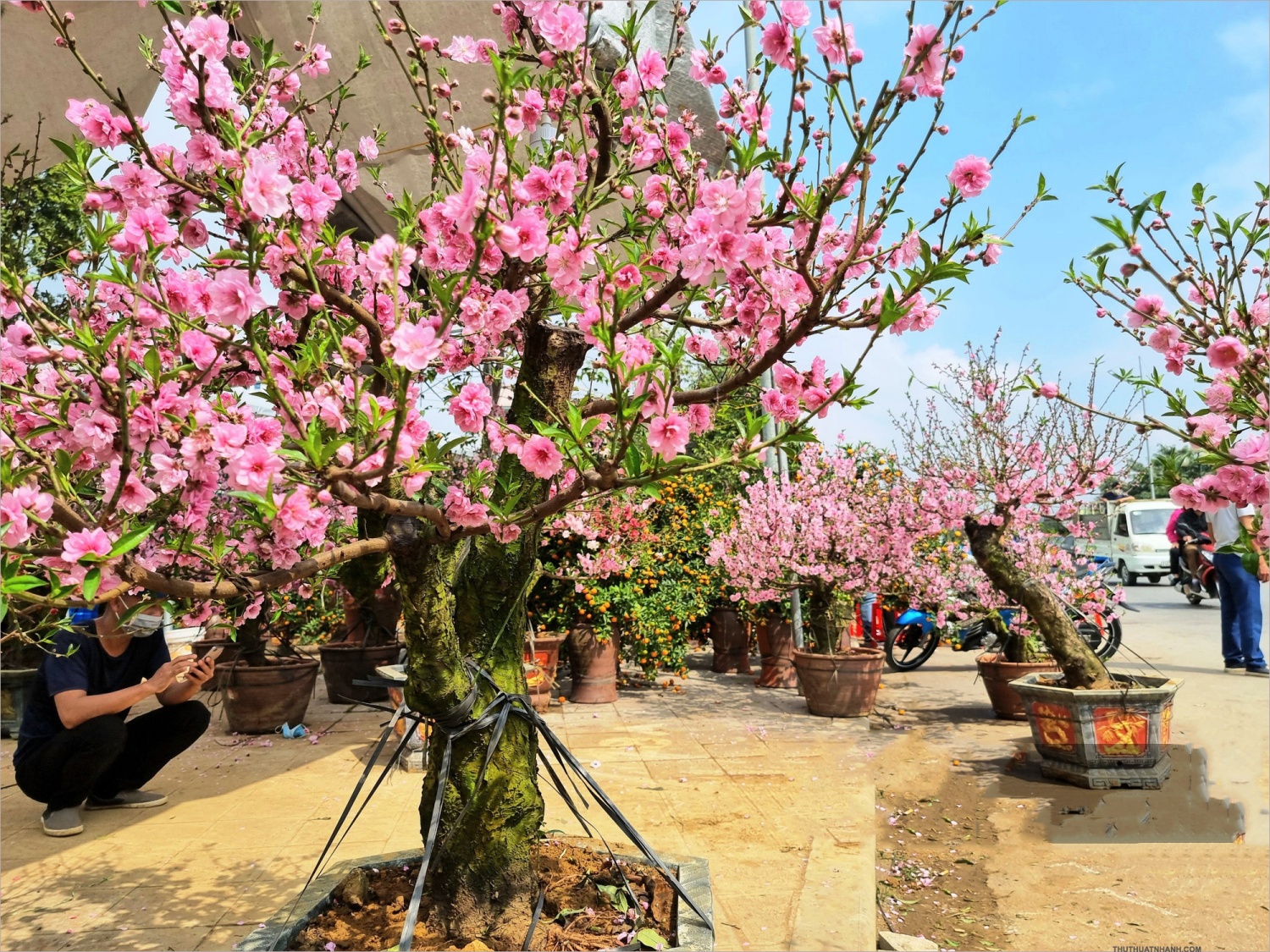 Thị trường đào Tết trầm lắng: Phác họa xu hướng tiêu dùng cuối năm