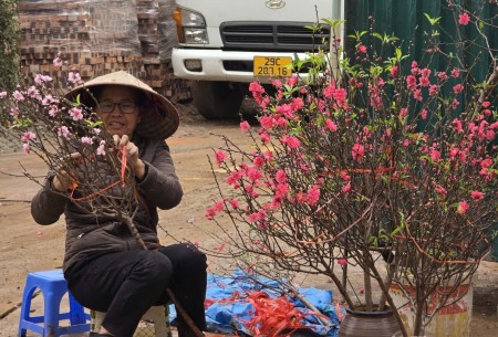 Thị trường đào Tết trầm lắng: Phác họa xu hướng tiêu dùng cuối năm