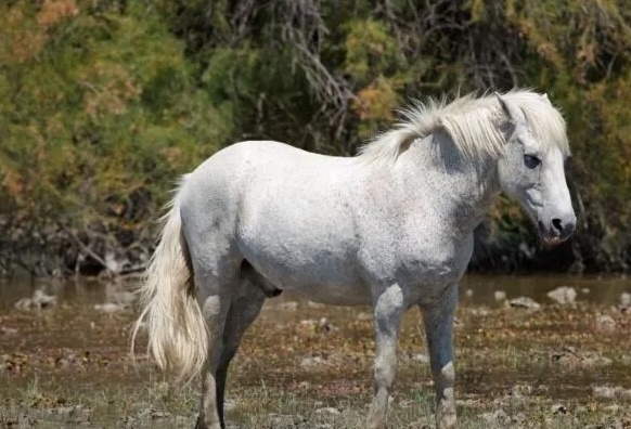 Ngựa - Biểu tượng phong phú trong tục ngữ Việt Nam