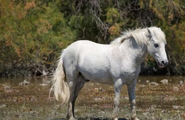 Ngựa - Biểu tượng phong phú trong tục ngữ Việt Nam