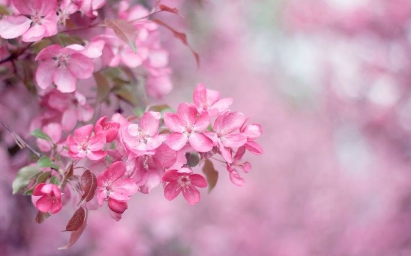 Tử vi tuần mới (16-22/2/2026): Tuổi Mão nắm bắt cơ hội, tuổi Mùi tràn đầy nhiệt huyết