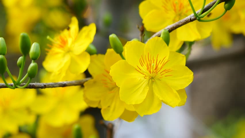 Tử vi tuần mới (16-22/2/2026): Tuổi Mão nắm bắt cơ hội, tuổi Mùi tràn đầy nhiệt huyết