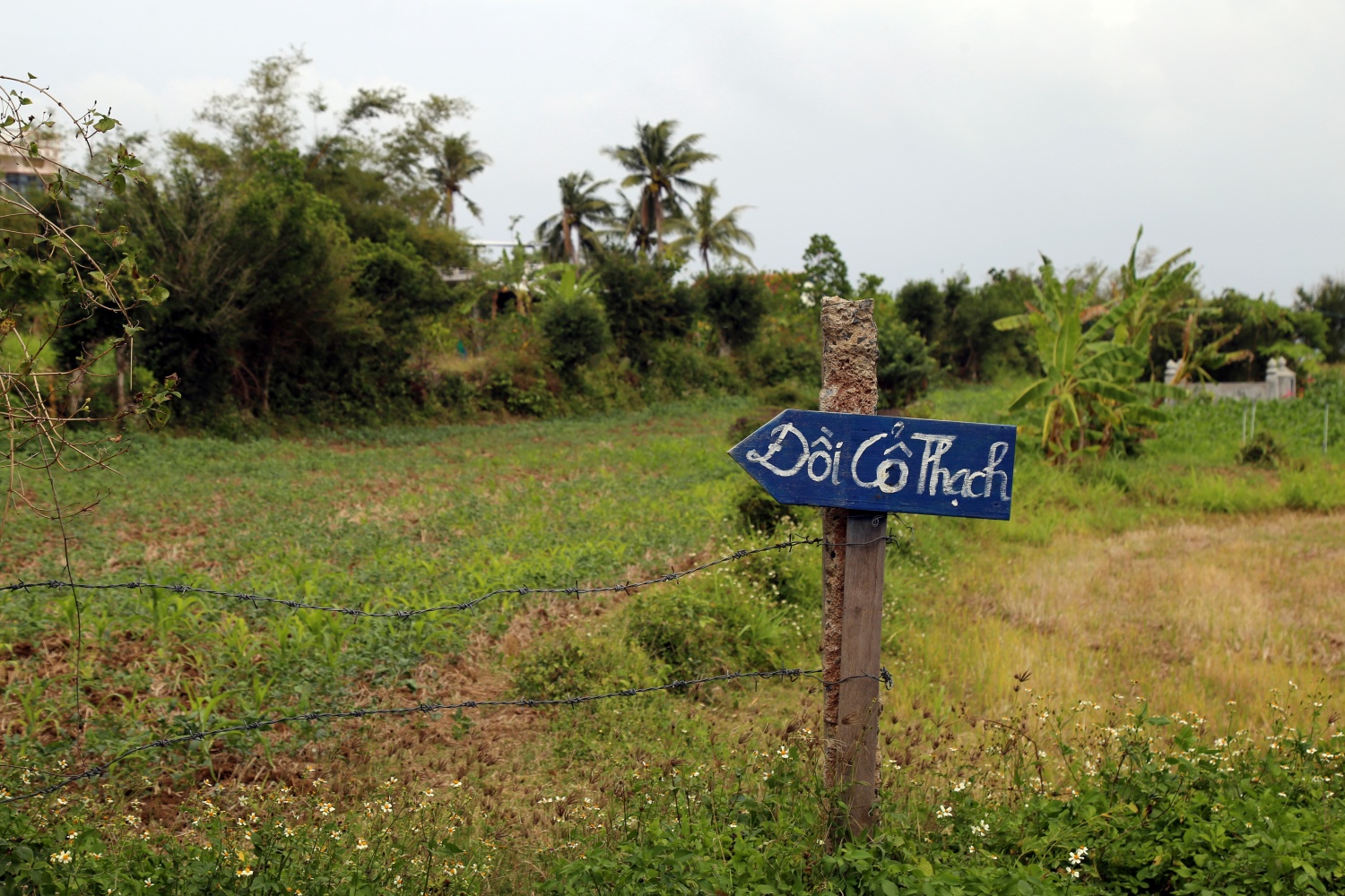 Về đồi Cổ Thạch, chạm vào vẻ đẹp nguyên sơ của vùng đất Phú Yên