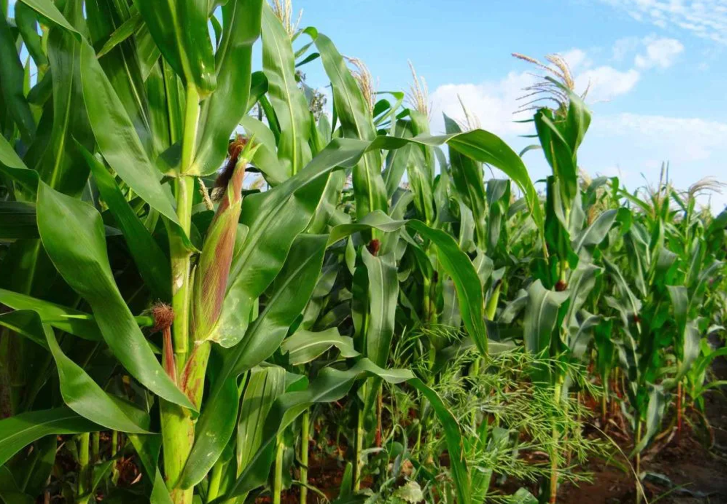 Ưu tiên xăng nội địa cho pha chế nhiên liệu sinh học