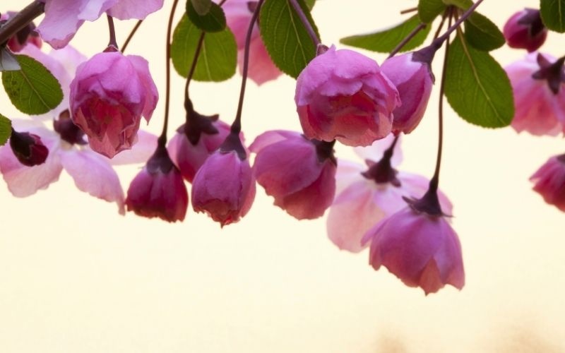 Tử vi tuần mới (2-8/3/2026): Tuổi Mùi xây dựng nền tảng, tuổi Thân thuận buồm xuôi gió