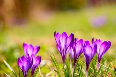 Tử vi tuần mới (2-8/3/2026): Tuổi Mùi xây dựng nền tảng, tuổi Thân thuận buồm xuôi gió