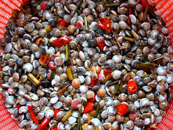 Quảng Ngãi vào mùa ốc gạo, ngư dân kiếm tiền triệu sau mỗi chuyến ra khơi