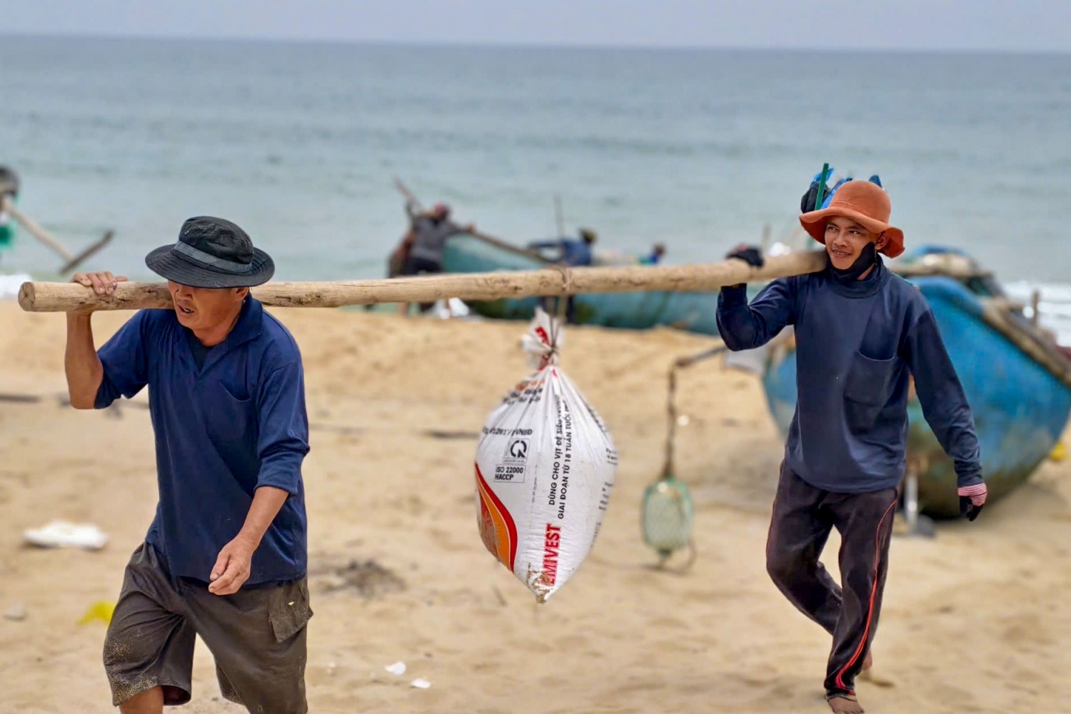 Quảng Ngãi vào mùa ốc gạo, ngư dân kiếm tiền triệu sau mỗi chuyến ra khơi