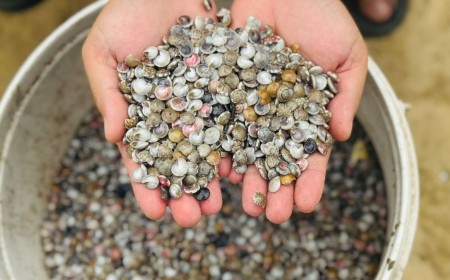 Quảng Ngãi vào mùa ốc gạo, ngư dân kiếm tiền triệu sau mỗi chuyến ra khơi