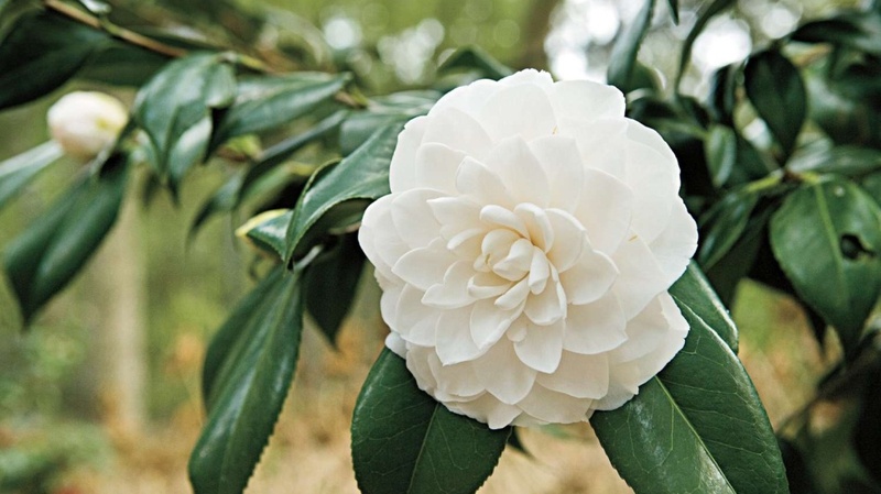 Tử vi tuần mới (9-15/3/2026): Tuổi Sửu sự nghiệp bứt phá, tuổi Ngọ cơ hội rộng mở