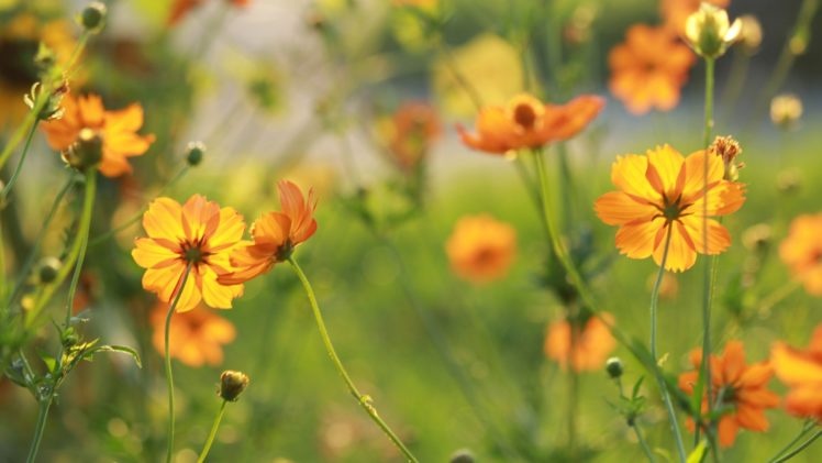 Tử vi tuần mới (9-15/3/2026): Tuổi Sửu sự nghiệp bứt phá, tuổi Ngọ cơ hội rộng mở