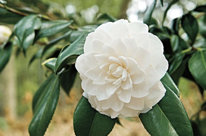 Tử vi tuần mới (9-15/3/2026): Tuổi Sửu sự nghiệp bứt phá, tuổi Ngọ cơ hội rộng mở