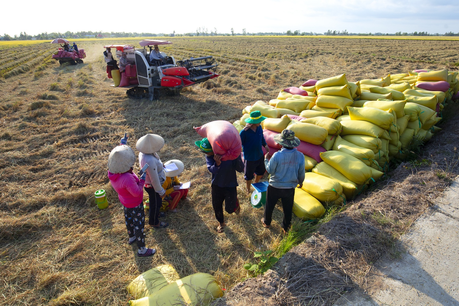 Phân Bón Cà Mau: Tính trước mùa vụ để vững chãi “mùa vàng”