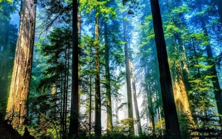 Tin tức kinh tế ngày 28/3: Việt Nam nhận gần 1.900 tỷ đồng để giảm phát thải rừng