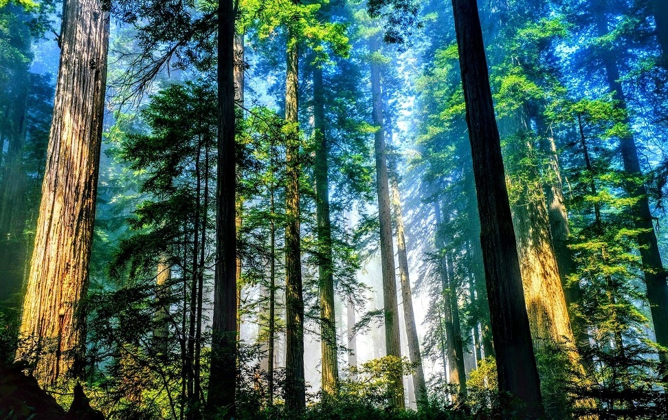 Tin tức kinh tế ngày 28/3: Việt Nam nhận gần 1.900 tỷ đồng để giảm phát thải rừng