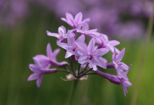 Tử vi tuần mới (13-19/4/2026): Tuổi Tuất bản lĩnh phi thường, tuổi Dậu tài lộc vượng phát