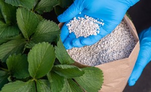 Xung đột Trung Đông: Thị trường phân bón khó phục hồi trong ngắn hạn