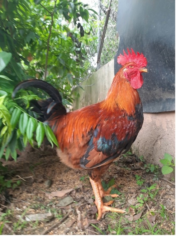 Gà J số 1 Dabaco - Giải pháp vàng cho chăn nuôi hiện đại