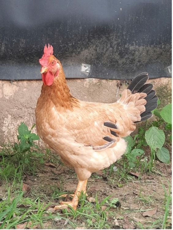 Gà J số 1 Dabaco - Giải pháp vàng cho chăn nuôi hiện đại