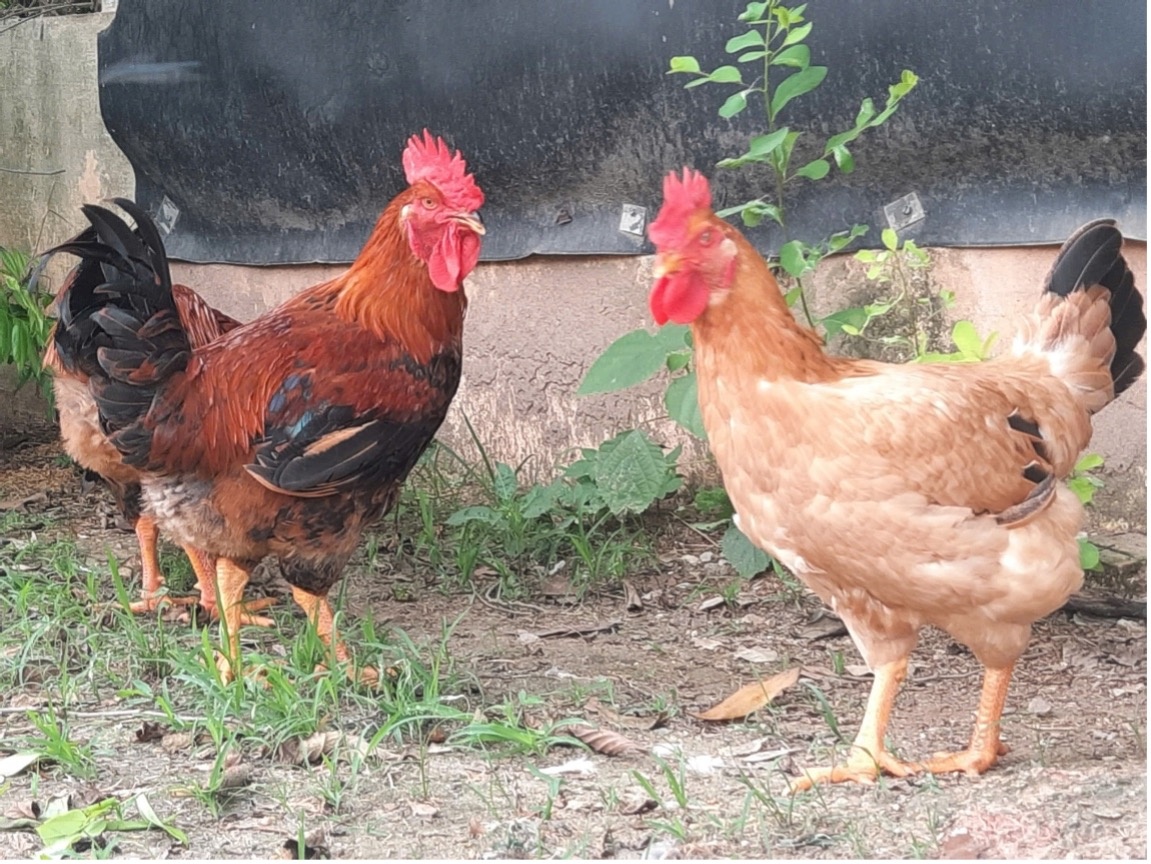 Gà J số 1 Dabaco - Giải pháp vàng cho chăn nuôi hiện đại