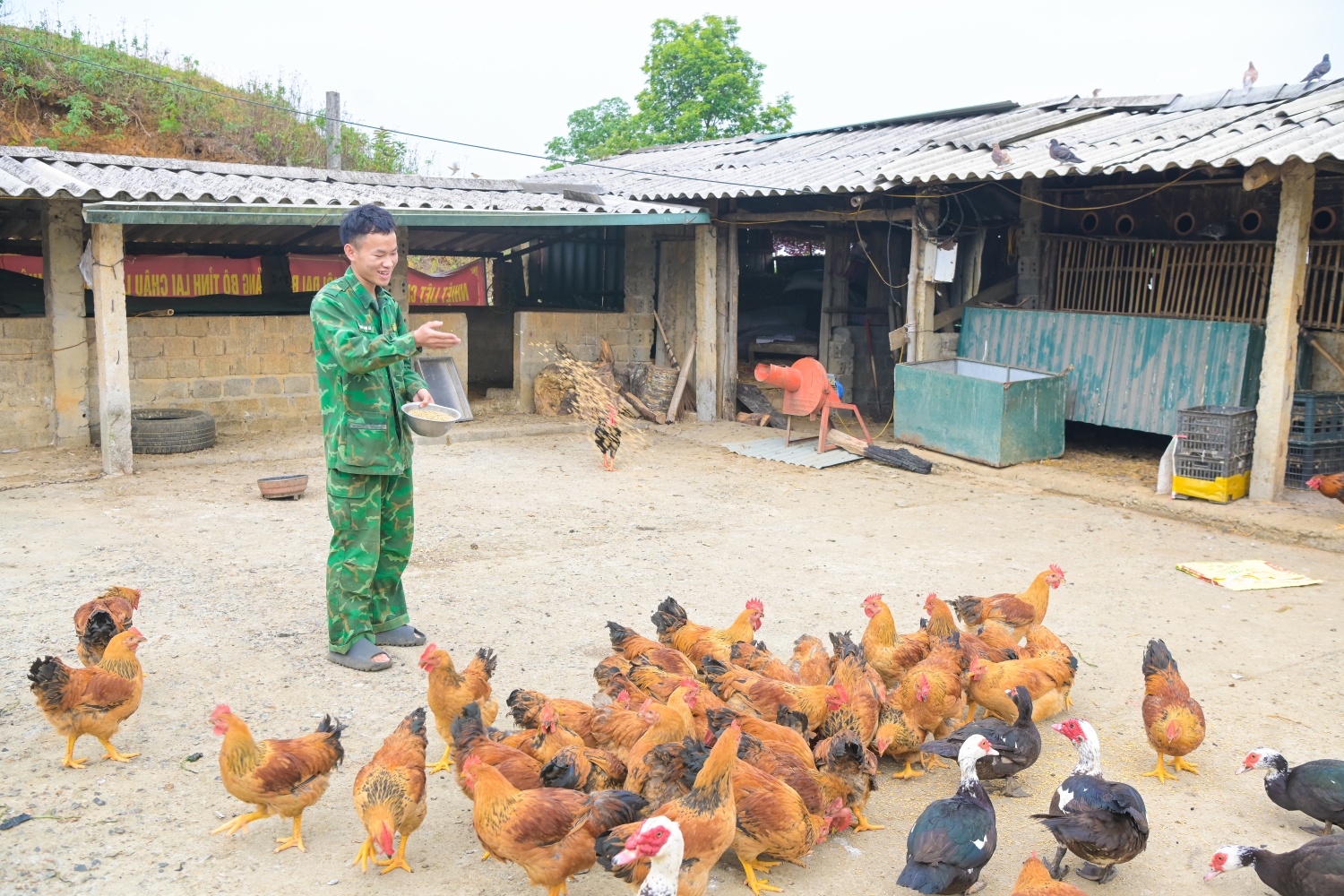 Các chiến sĩ tay thoăn thoắt rải từng nắm cám, gọi đàn gà tụ lại.