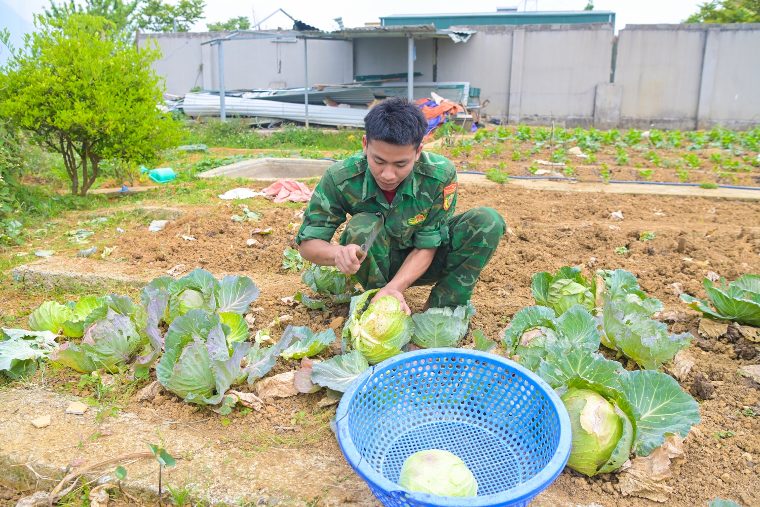 Anh nuôi tranh thủ thu hoạch bắp cải từ khu tăng gia để chuẩn bị bữa tối cho đơn vị.