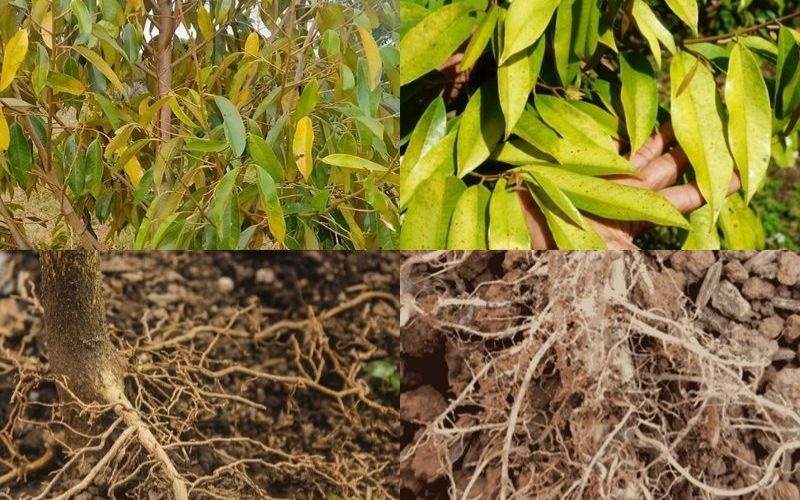 Làm chủ kỹ thuật canh tác sầu riêng: “Chìa khóa” nâng tầm giá trị nông sản Việt