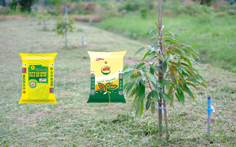 Làm chủ kỹ thuật canh tác sầu riêng: “Chìa khóa” nâng tầm giá trị nông sản Việt