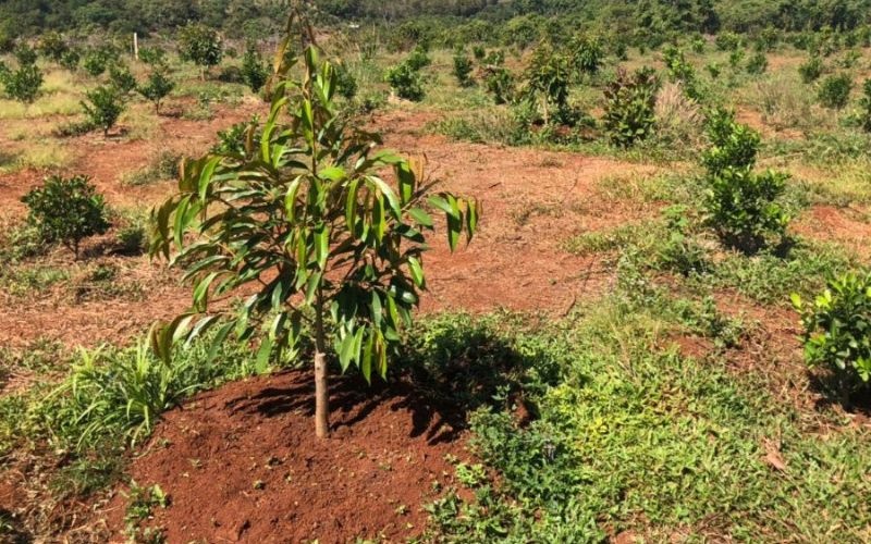 Làm chủ kỹ thuật canh tác sầu riêng: “Chìa khóa” nâng tầm giá trị nông sản Việt