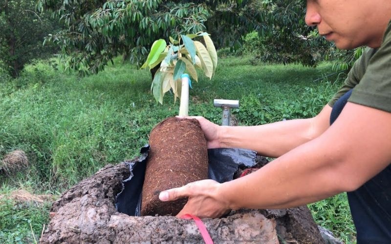Làm chủ kỹ thuật canh tác sầu riêng: “Chìa khóa” nâng tầm giá trị nông sản Việt