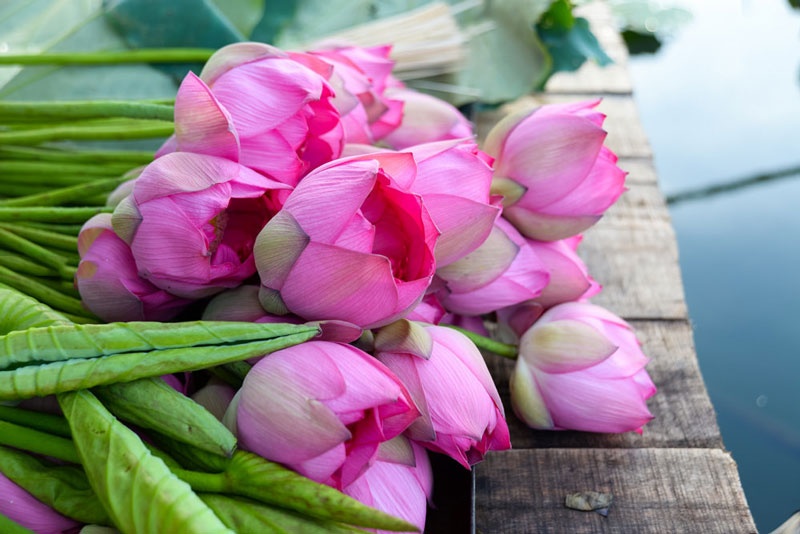 Tử vi tuần mới (27/4-3/5/2026): Tuổi Tý khẳng định tài năng, tuổi Ngọ sự nghiệp tiến triển