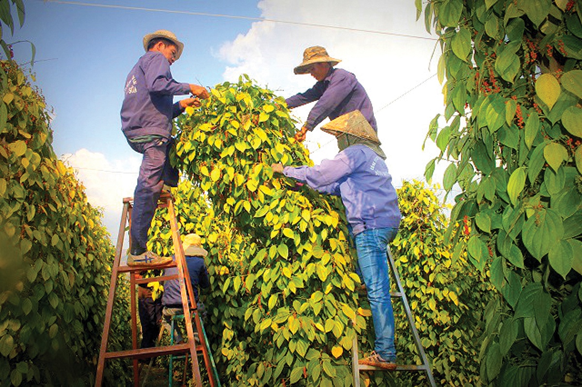 Mùa tiêu đỏ và nỗi lo nhân lực