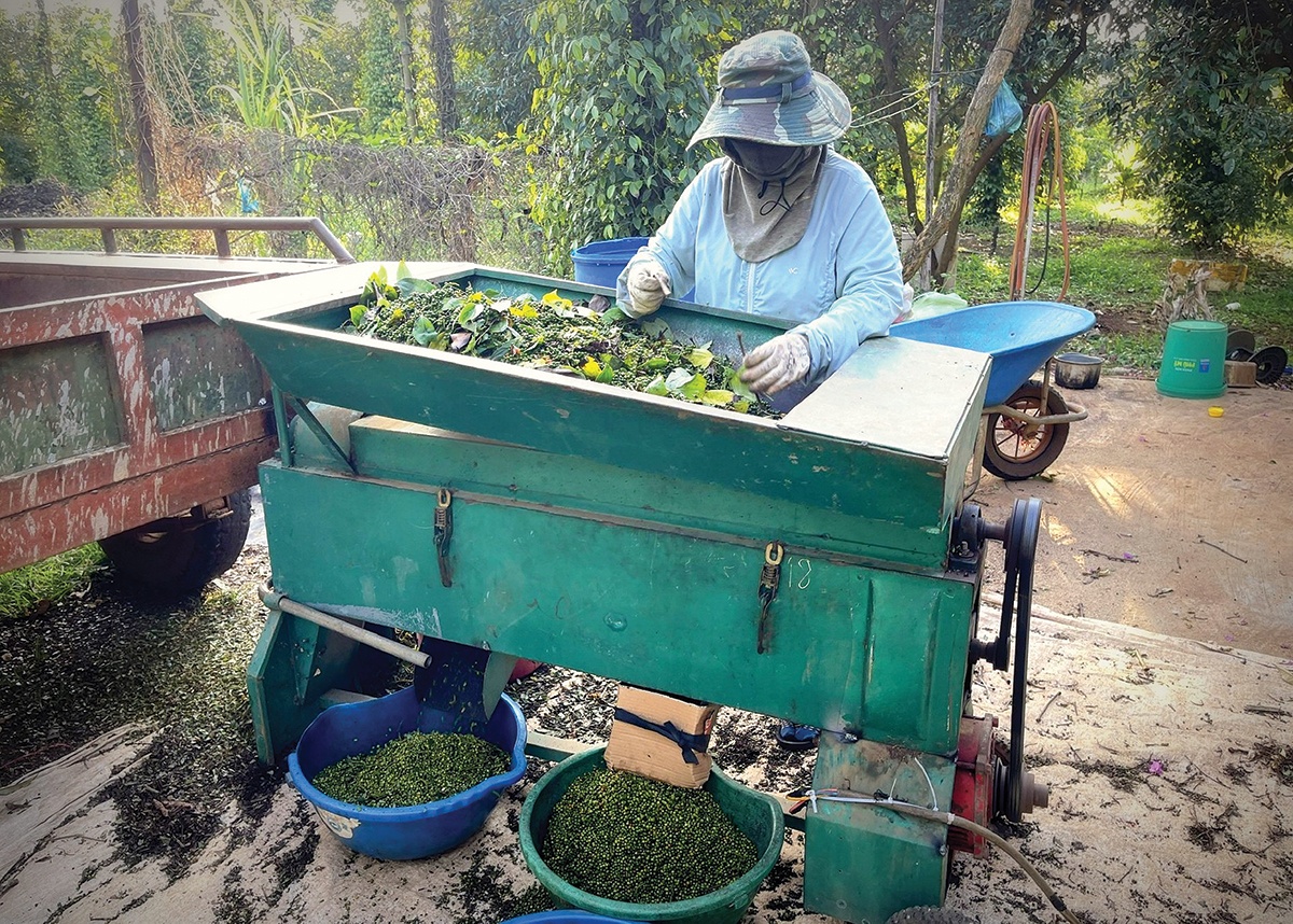 Mùa tiêu đỏ và nỗi lo nhân lực