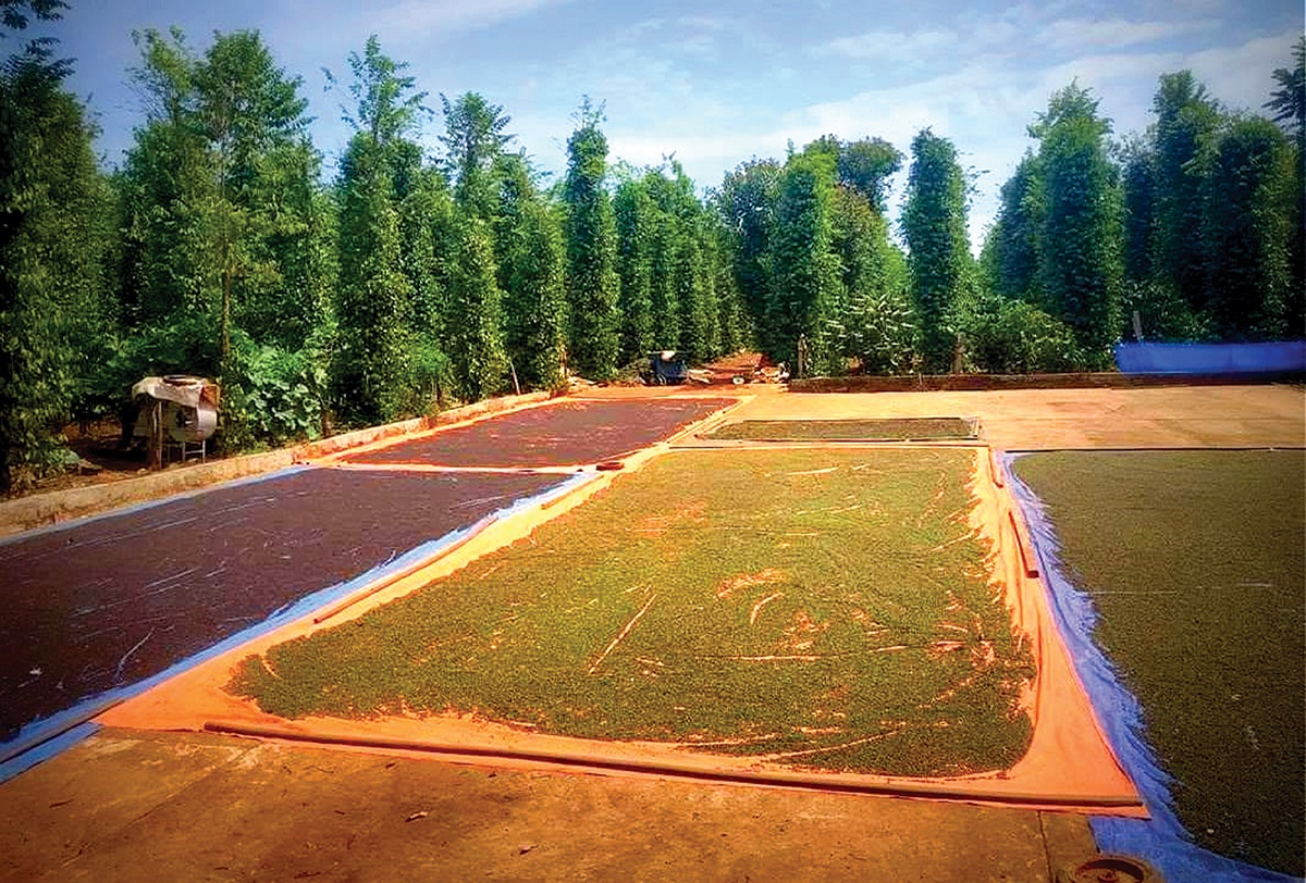 Mùa tiêu đỏ và nỗi lo nhân lực