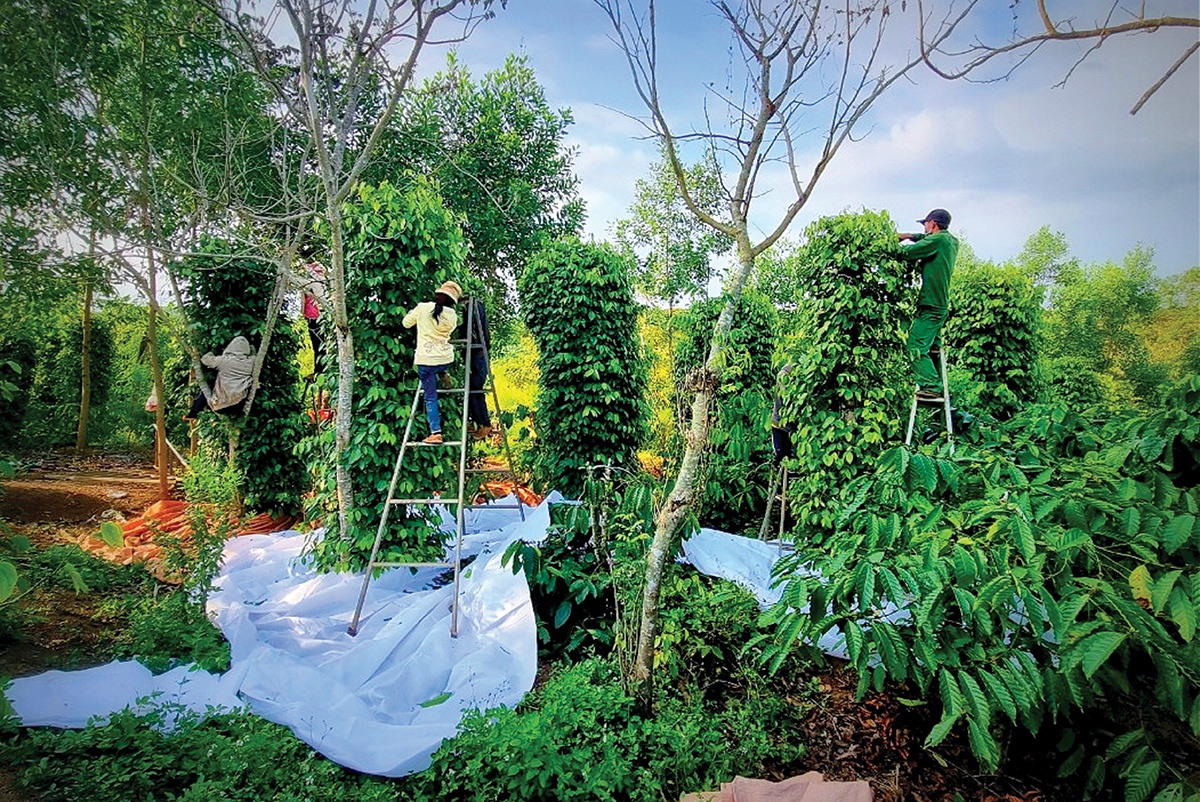 Mùa tiêu đỏ và nỗi lo nhân lực