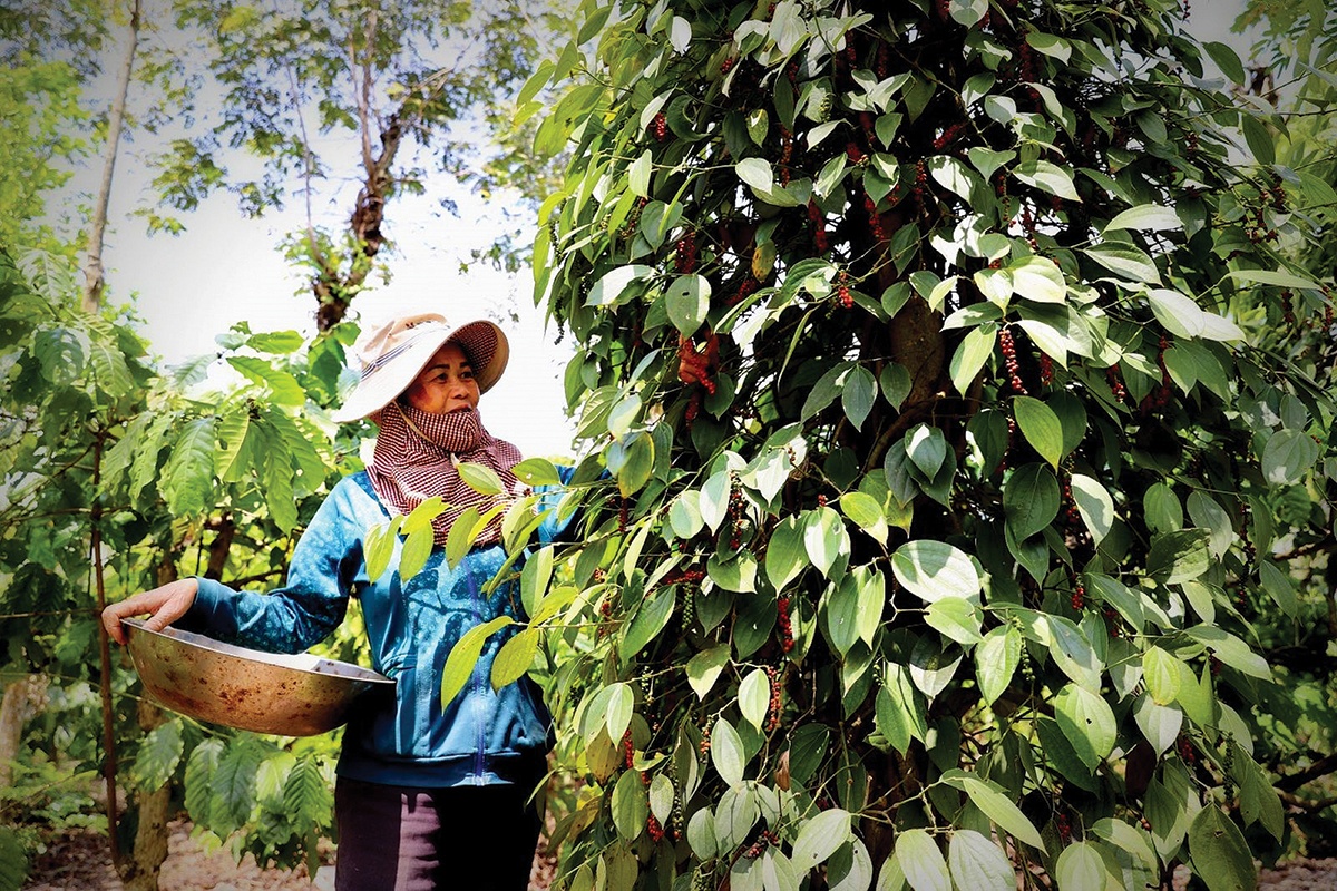Mùa tiêu đỏ và nỗi lo nhân lực