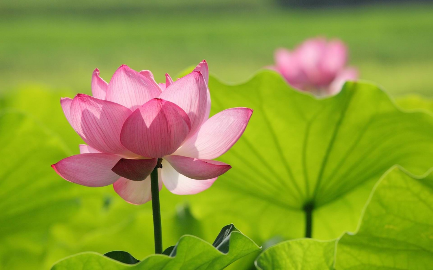 Tử vi tuần mới (25-31/5/2026): Tuổi Tuất năng lượng tích cực, tuổi Ngọ mở rộng đầu tư Tử vi tuần mới (25-31/5/2026): Tuổi Tuất năng lượng tích cực, tuổi Ngọ mở rộng đầu tư