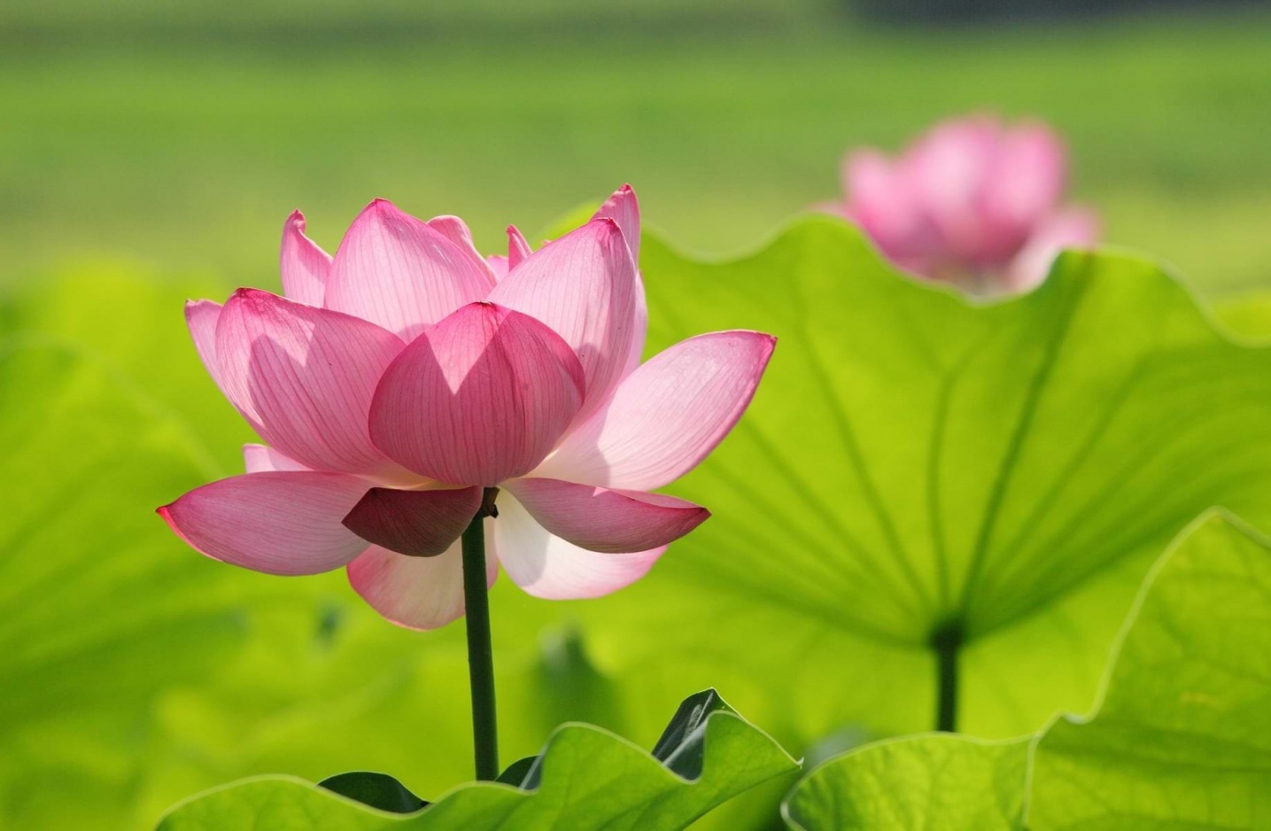 Tử vi tuần mới (25-31/5/2026): Tuổi Tuất năng lượng tích cực, tuổi Ngọ mở rộng đầu tư