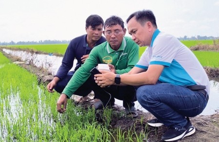 Những hạt phân bón giữ màu xanh cho đất