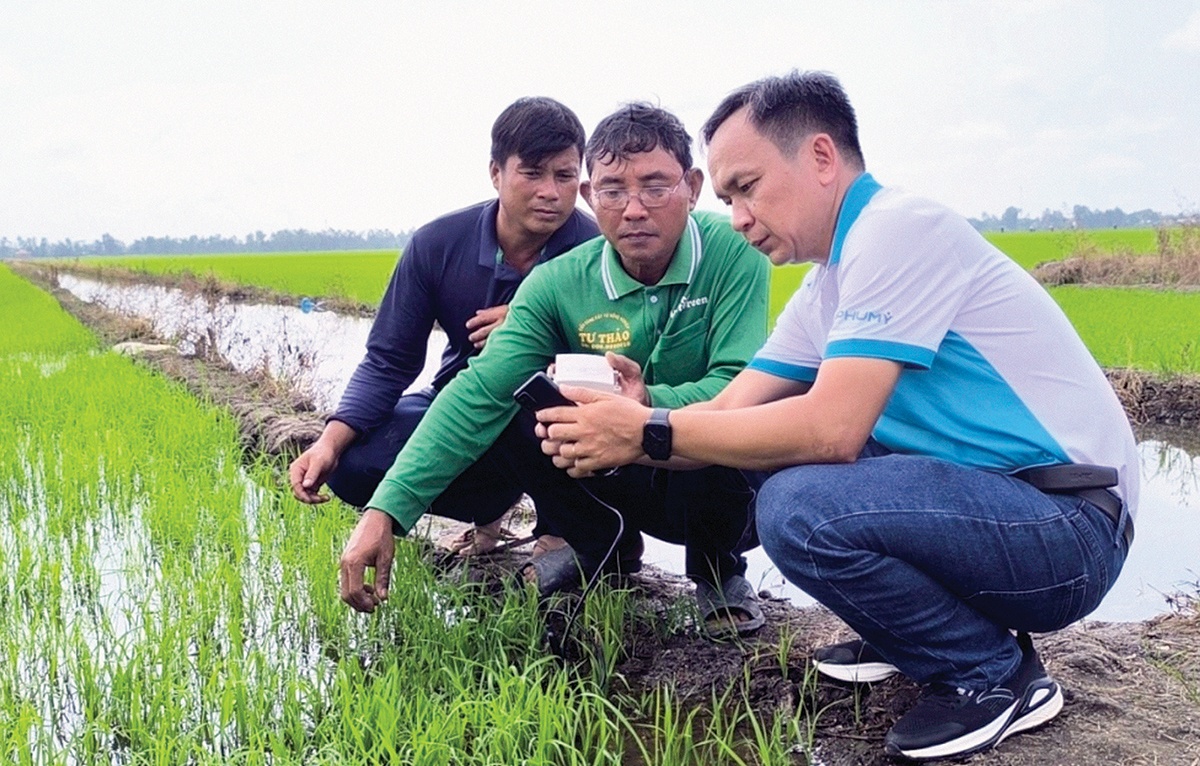 Những hạt phân bón giữ màu xanh cho đất Những hạt phân bón giữ màu xanh cho đất