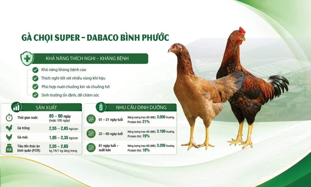 Chọi Super - Giống gà tối ưu hiệu quả chăn nuôi