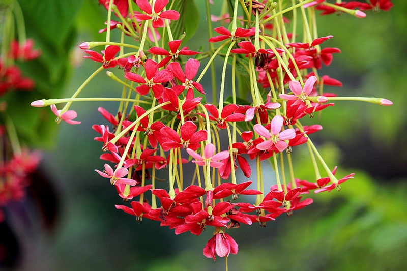 Tử vi tuần mới (29/6-5/7/2026): Tuổi Tý tinh thần phấn chấn, tuổi Dần tự lực cánh sinh